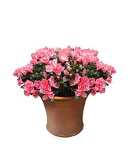 Lovely sweet pink flowers with thick dark green leaves in brown terracotta pots on white background with clipping parts. Can be used for Valentine's Day card or other graphics.