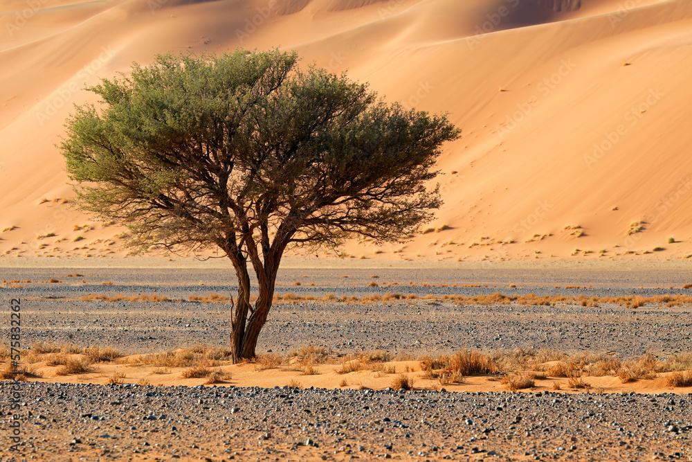 Canvas Prints Desert landscape with thorn tree, Sossusvlei, Namib desert, Namibia.