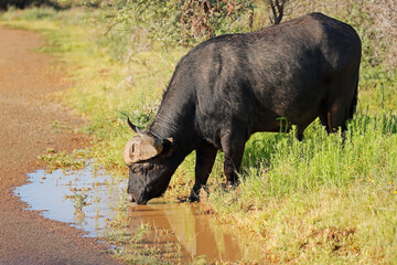 Obraz premium African buffalo (Syncerus caffer) drinking water, Mokala National Park, South Africa.