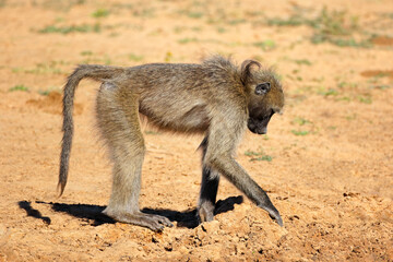 A chacma baboon (Papio ursinus) foraging, Mkuze game reserve, South Africa.
