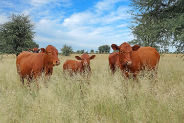 Free-range cows in native grassland on a rural farm, South Africa.