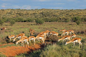 Herd of springbok antelopes (Antidorcas marsupialis) in natural habitat, Mokala National Park, South Africa. - obrazy, fototapety, plakaty
