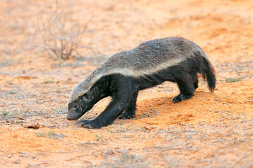 A honey badger (Mellivora capensis) in natural habitat, Kalahari desert, South Africa.