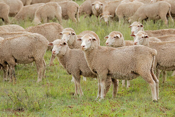 Naklejka na ściany i meble Free-range merino sheep on a rural South African farm.