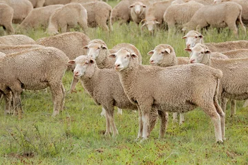Türaufkleber Free-range merino sheep on a rural South African farm. © EcoView