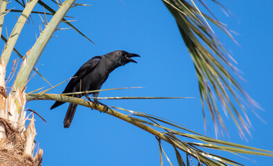 A raven sits on a palm tree in the tropics