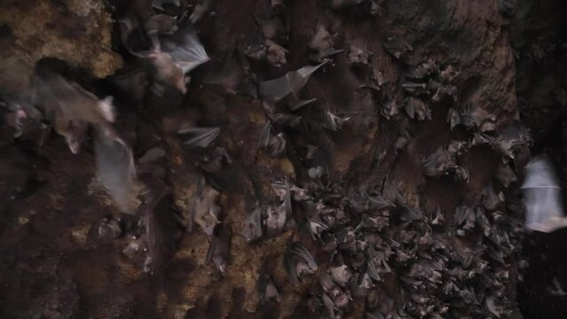 Big cave wall of flying foxes scattering away in fear. Dark habitat of bats in mountains. Explore tropical fauna. Cute flying dogs family inside a rock shelter. Film grain pixel texture. Travel Bali