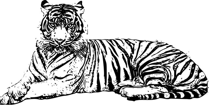 Crouching Tiger: Fine-Tuned Sketch Illustration, Jungle Predator: Elaborate Tiger Sketch Design, Striking Lion Mane: Elaborate Silhouette Design