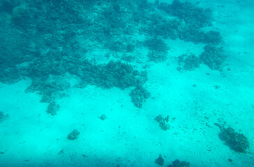 Coral reef at the bottom of the Red Sea.