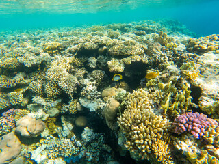 Plakat Coral reef under sea water.