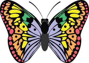 Butterfly vector image or clip art