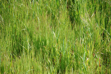 Fresh green grass growth after winter rains in California