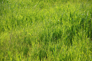 Fresh green grass growth after winter rains in California