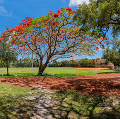 Tall tree with colorful flowers at Peacock Park in Miami Beach Florida. A picnic table is under the...