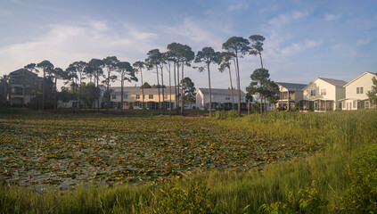 Pond covered with water plants near the residences at Destin, Florida. Tall grasses and trees at...