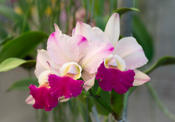 Close-up of Cattleya hybrid orchids. The sepals and petals are white-pink, and the lips are purple-pink. Fragrant. The flower orchids bloom with natural soft light in the garden.