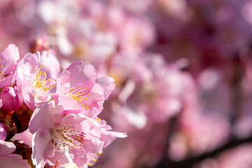 晴れた日の美しい早咲きの河津桜