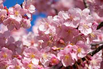 Obraz premium 晴れた日の美しい早咲きの河津桜