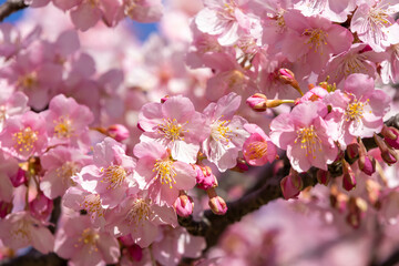 Fototapeta na wymiar 晴れた日の美しい早咲きの河津桜