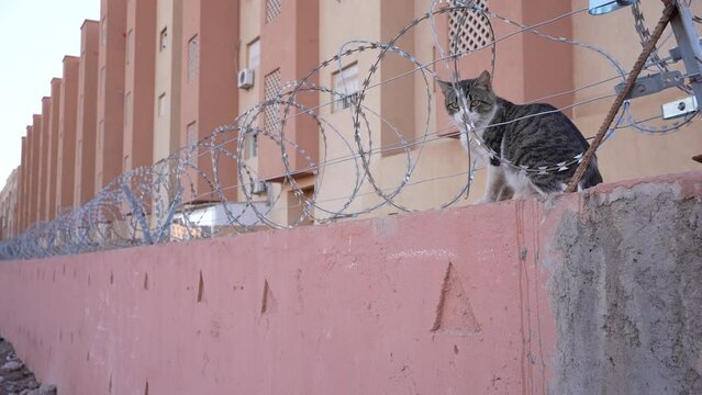 Cat sitting on a tall security wired wall