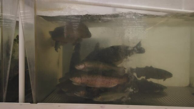 Trout and carp in a dirty aquarium in a fish shop. Breeding fish for food. Freshwater fish swim in store selling live fish