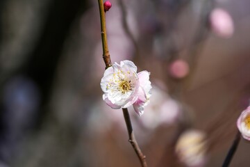 早春の光を浴びて輝く満開の淡いピンクの梅の花