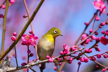 満開の紅梅に囲まれてくつろぐメジロ