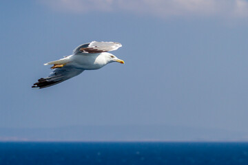 Beautiful seagull soaring in the blue sky	
