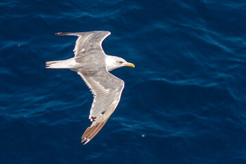 Beautiful seagull soaring in the blue sky	
