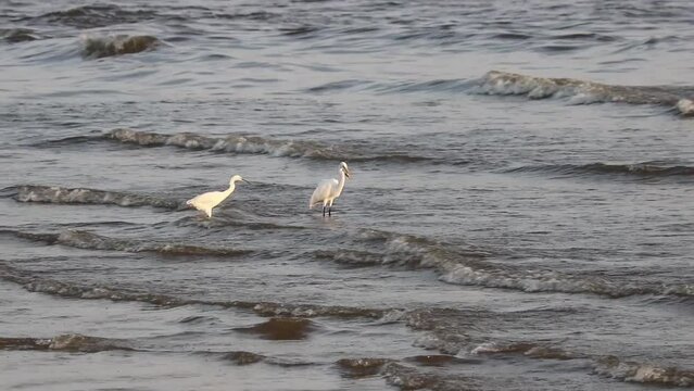 The little egret (Egretta garzetta) steals fish from the eastern great egret (Ardea alba modesta). Life of wild birds.