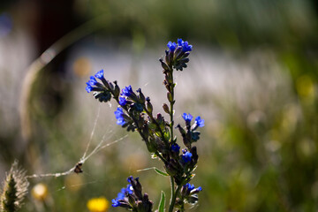 Close up of blue flower details for background	
