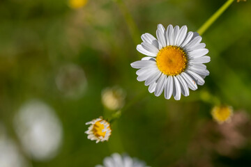 Beautiful white daisy in sunny day	

