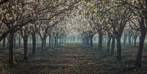 Beautiful almond garden, rows of blooming almond trees orchard in a kibbutz in Northern Israel, Galilee in february, Tu Bishvat Jewish holiday