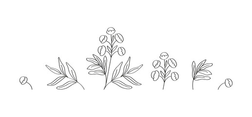 Botanical linear vector illustration of medical plant tansy. Wild flowers and herbs. Drawn by hand.