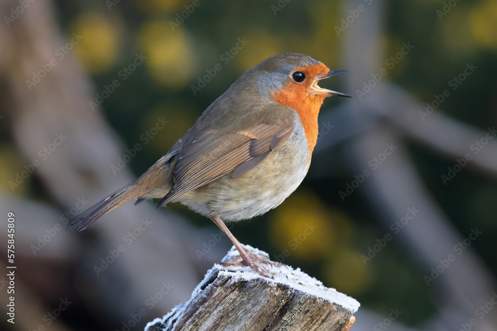 Aufkleber A profile portrait of a robin. It id perched on a snow covered tree stump singing. Its beak is wide open