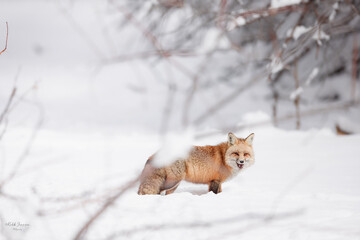 Red Fox licking his lips