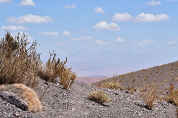 Cactus Atacama desert plants detail flora colorfull chile