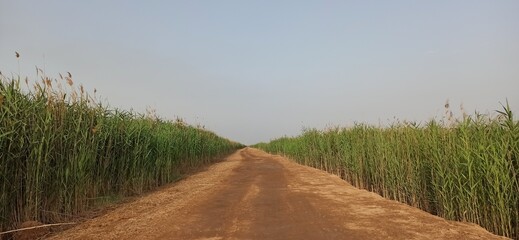 path in the field