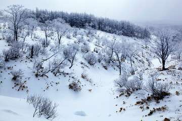 霧氷(弟子屈町）