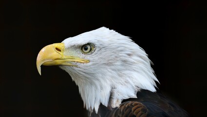 American bald eagle portrait with black background 