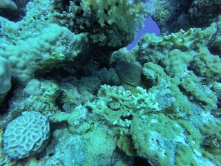 Sea moraine hides in a cave in a coral reef and looks out with its head.