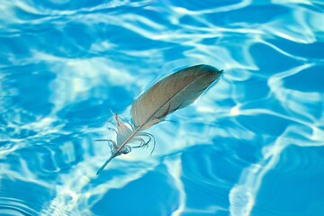 A grey feather floats shallowly on deep blue, sun-dappled water.