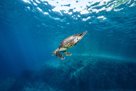 Hawksbill Turtle in the crystal blue ocean swimming close to water surface. Adorable marine life behavior. Sea turtle conservation concept