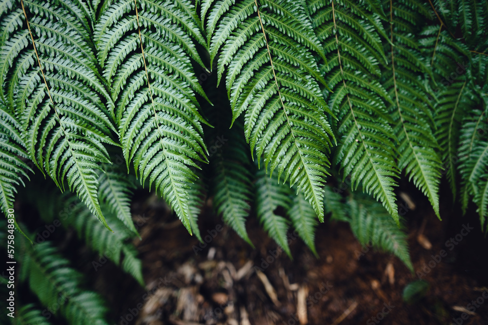 Wall mural fern leaves,dark green fern foliage