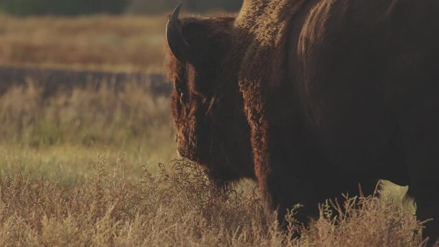 Slow Motion Lockdown Of A American Bison Eating Dry Grass In Field - Commerce City, Colorado - Powered by Adobe
