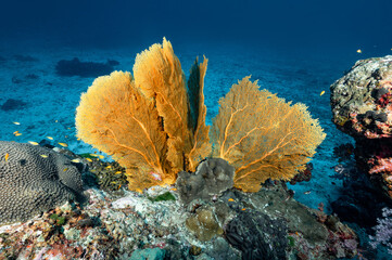 Naklejka na ściany i meble Branching Gorgonian Sea Fan coral or Giant Seafan with marine life at North Andaman, a famous scuba diving dive site and exotic underwater landscape in Thailand.