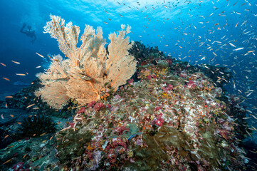 Giant Branching Gorgonian Sea Fan coral (Seafan) with colorful soft coral reef and school of fish at North Andaman, a famous scuba diving dive site and stunning underwater landscape in Thailand.