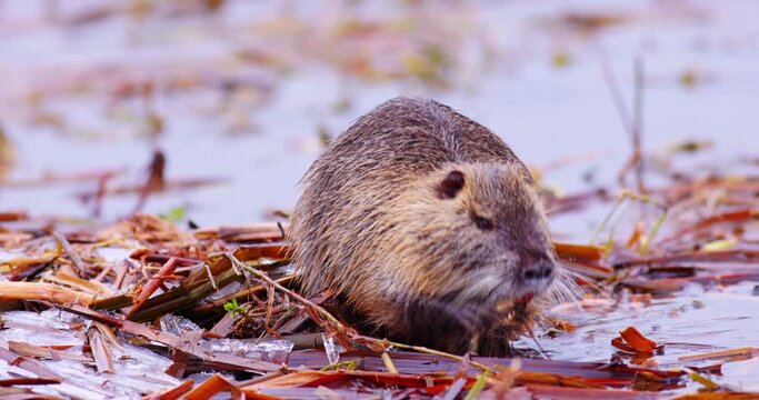 Coypu - Myocastor coypus, also known as river rat or nutria, is large, herbivorous, semiaquatic rodent and only member of family Myocastoridae.