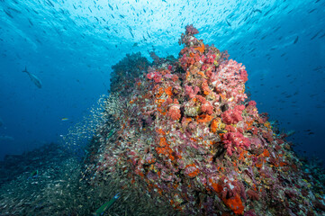 Fototapeta na wymiar Beautiful pink soft coral reef and school of fish at Richelieu Rock, a famous scuba diving dive site of North Andaman. Stunning underwater landscape in Thailand.