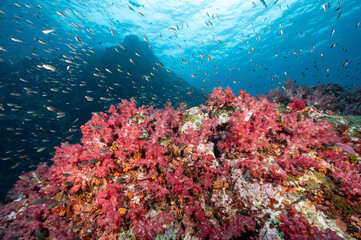 Naklejka na ściany i meble Beautiful pink soft coral reef and school of fish at Richelieu Rock, a famous scuba diving dive site of North Andaman. Stunning underwater landscape in Thailand.